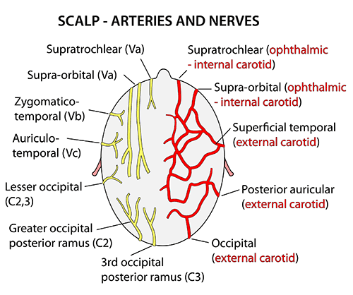Instant Anatomy Head And Neck Areasorgans Scalp Nerves